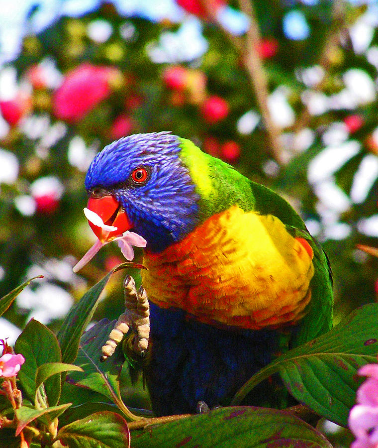 Parrot Photograph - Rainbow Lorikeet With Flower by Margaret Saheed