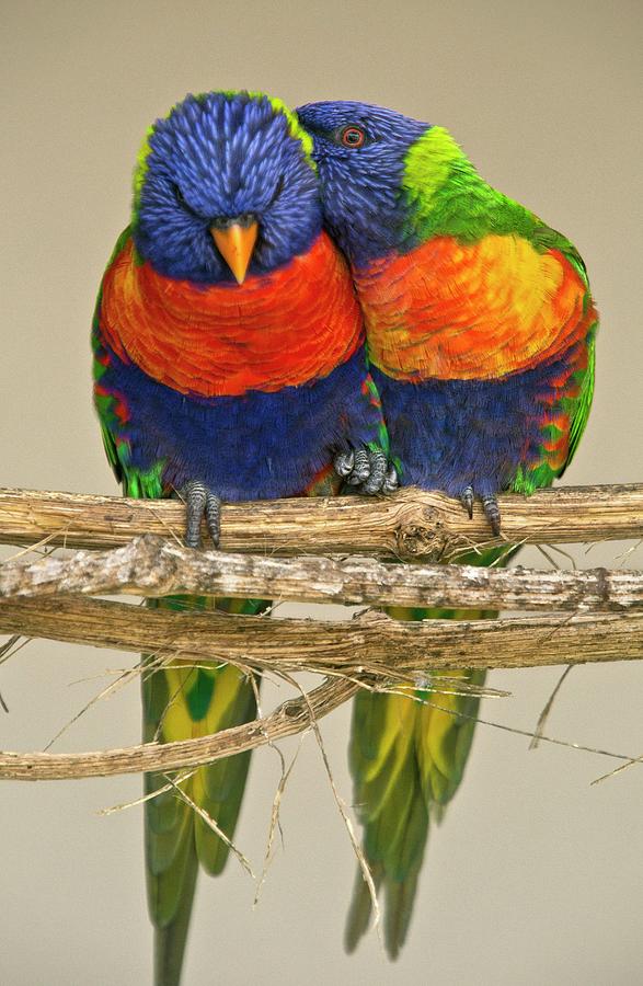 Animal Photograph - Rainbow Lorikeets by Bob Gibbons