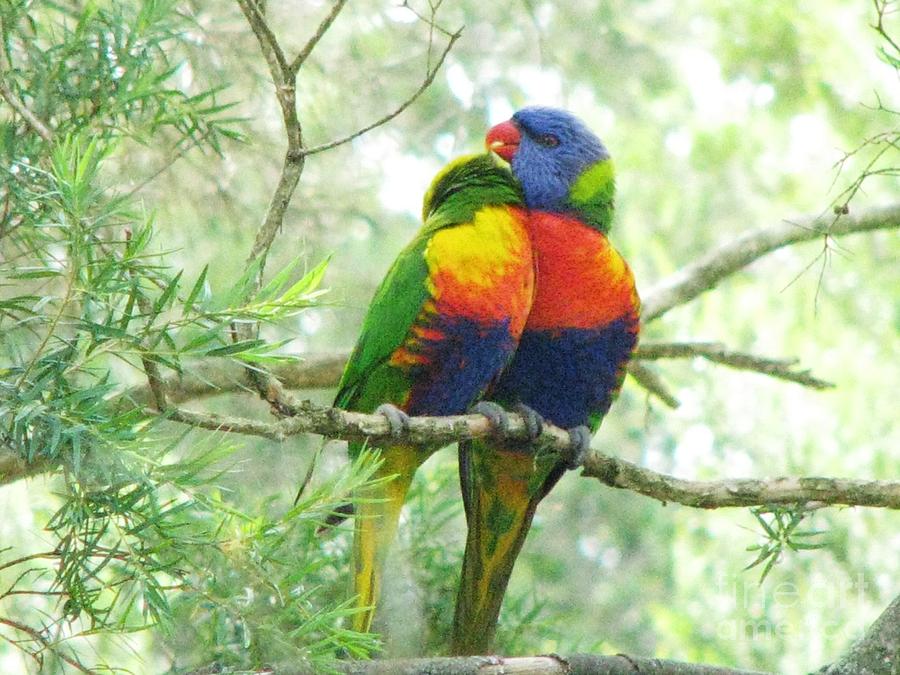 Rainbow Lorikeets Photograph by Michele Penner