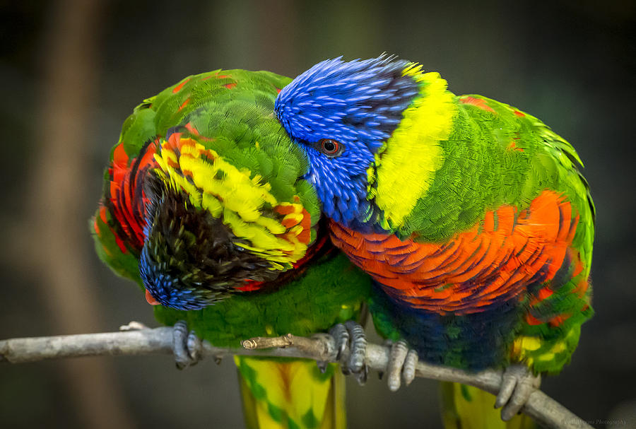 Rainbow Lorikeets Photograph by Phil Abrams