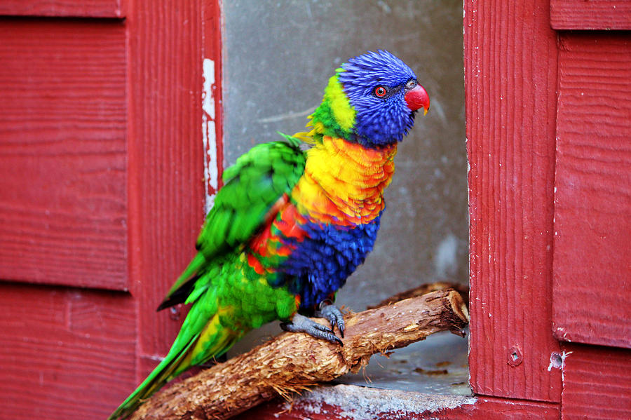 Parrot Photograph - Rainbow Lory by Cynthia Guinn