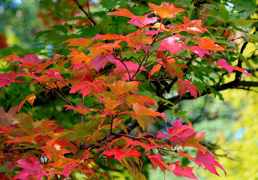 Rainbow Maple Photograph by Rosanne Jordan - Fine Art America