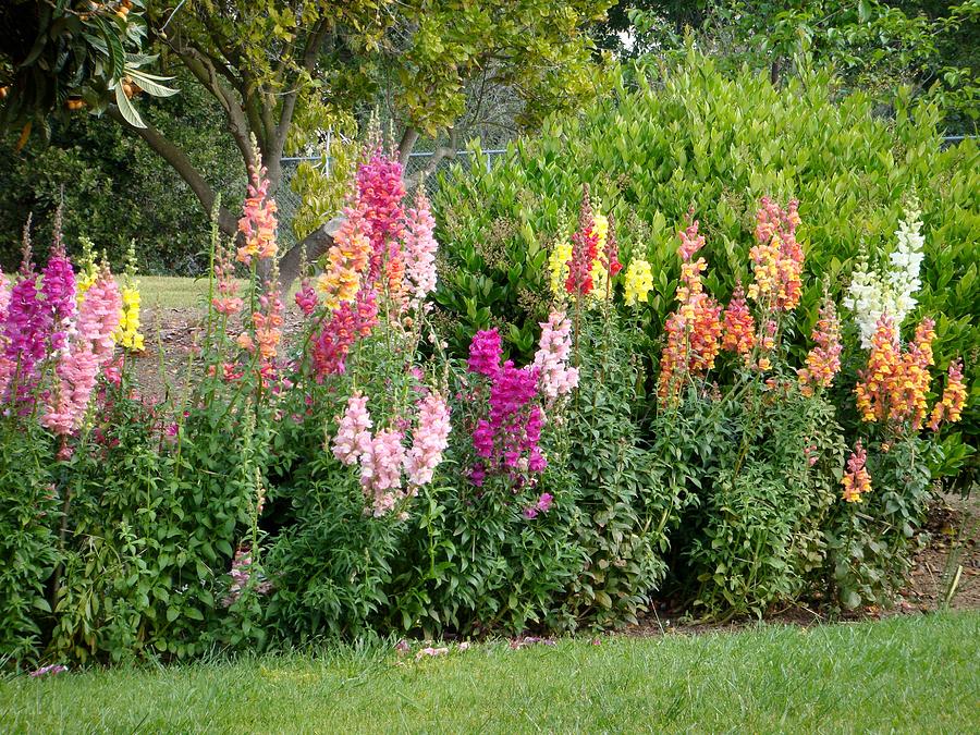 Tree Photograph - Rainbow of Snapdragons Photograph by Cindy Collier Harris