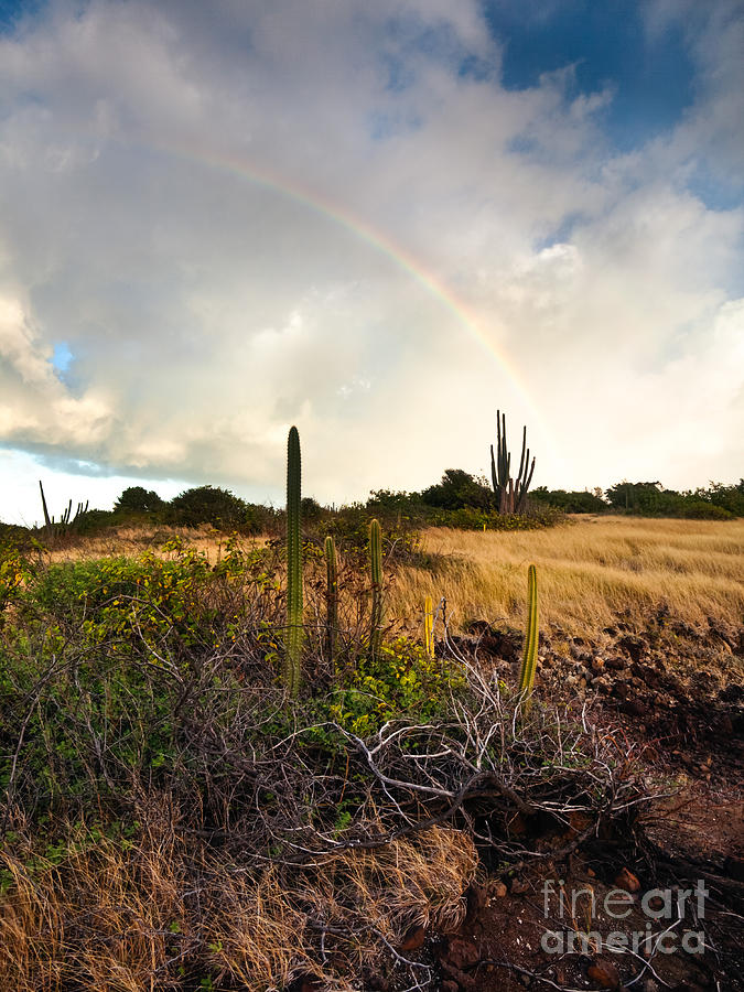Rainbow on the savane Photograph by Matteo Colombo
