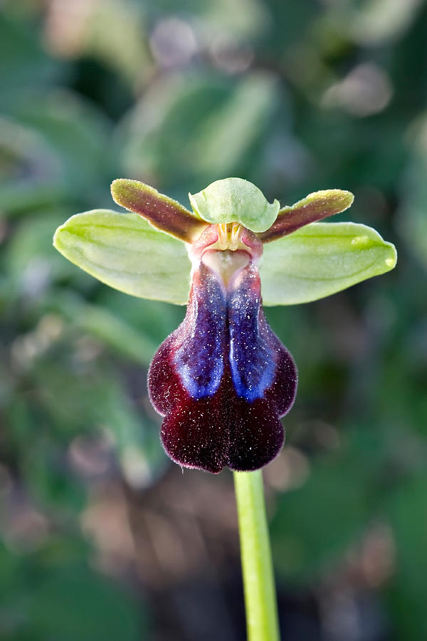 Rainbow Ophrys Photograph by Hal Horwitz