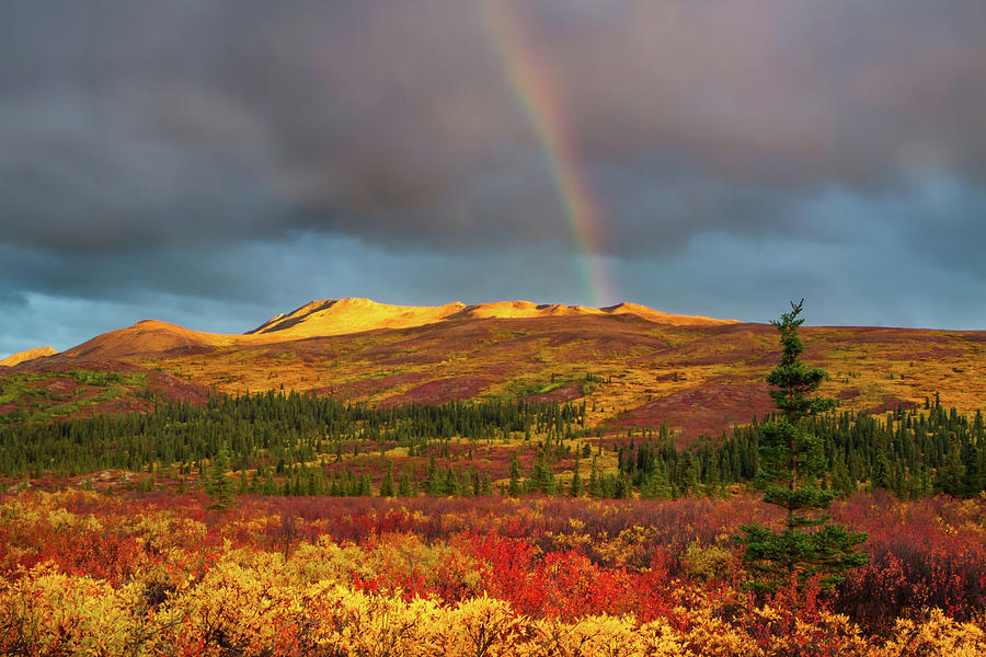 Rainbow Over Autumnal Denali Photograph by Adria  Photography