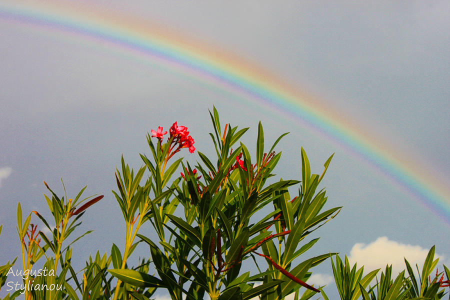 Rainbow Over Flower Photograph by Augusta Stylianou