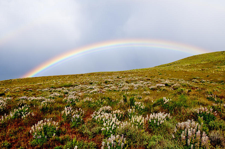 Rainbow Over High Desert Photograph by William H. Mullins