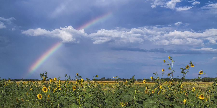 Rainbow over sunflowers Photograph by Rob Graham