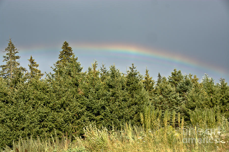 Rainbow over the Evergreens Photograph by Cheryl Baxter