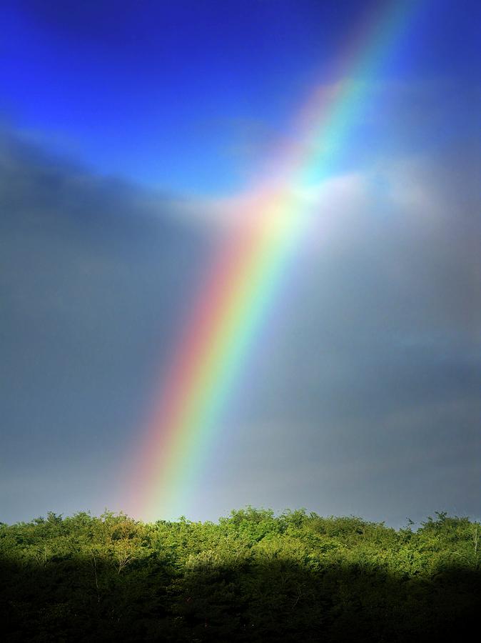 Rainbow Over Trees Photograph by Tim Vernon / Science Photo Library