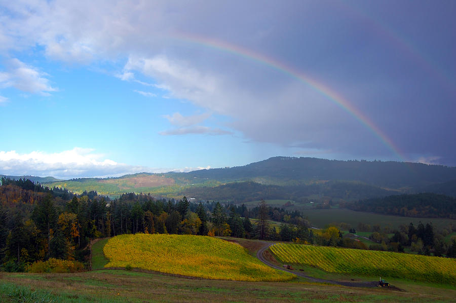 Rainbow Over Vineyard Photograph by Sherrie Triest
