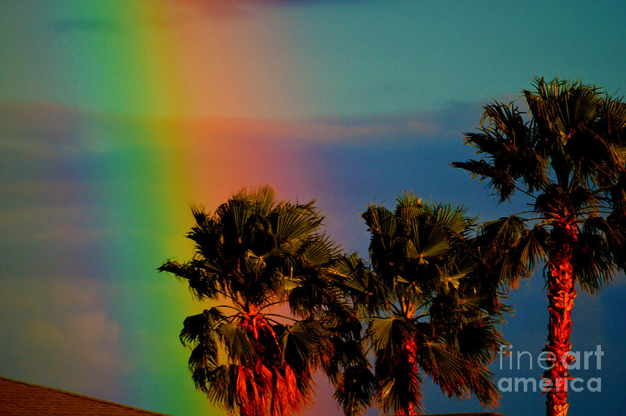 Rainbow Palms in Florida Photograph by Susanne Van Hulst