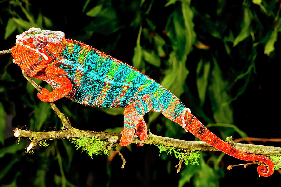 Rainbow Panther Chameleon, Fucifer Photograph by David Northcott