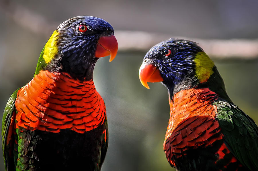 Rainbow Parrot Photograph by Alex Grichenko