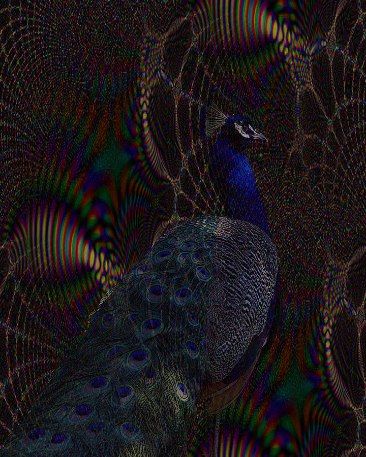 Rainbow Peacock Fractal Digital Art by TnBackroadsPhotos