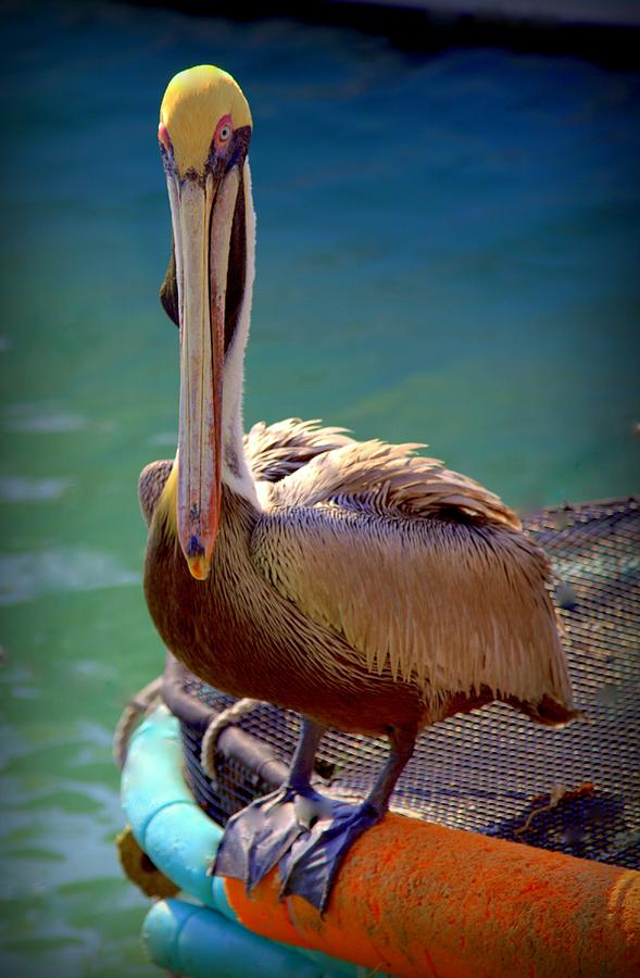 Rainbow Pelican Photograph by Karen Wiles