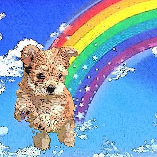 Collage Photograph - Rainbow Puppy...
#art #artist by Popdada Ken Williams