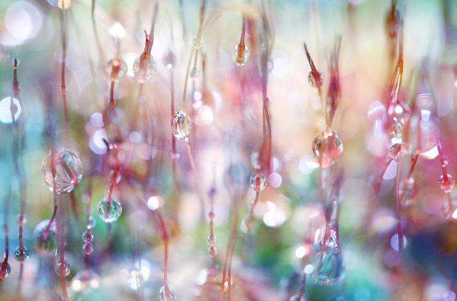 Abstract Photograph - Rainbow Rain Catcher by Sharon Johnstone