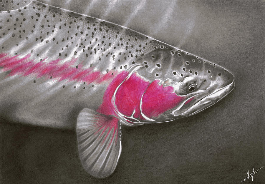 Trout Drawing - Rainbow Release by Nick Laferriere