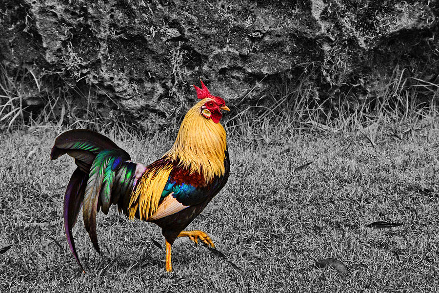 Rooster Photograph - Rainbow Rooster by Douglas Barnard