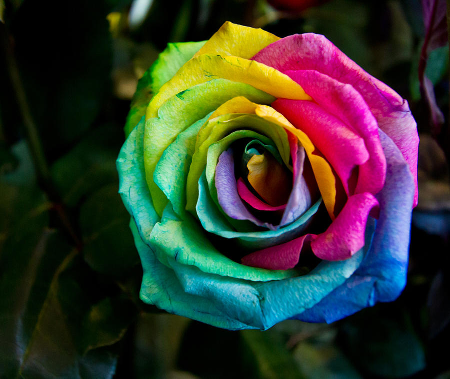 Rainbow rose Photograph by Eti Reid