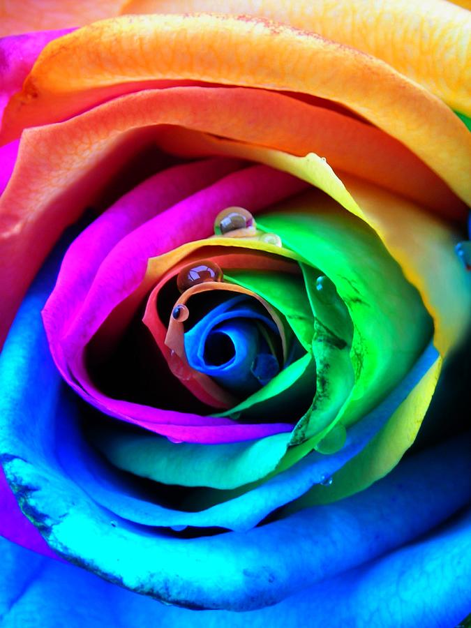 Unique Photograph - Rainbow Rose by Juergen Weiss
