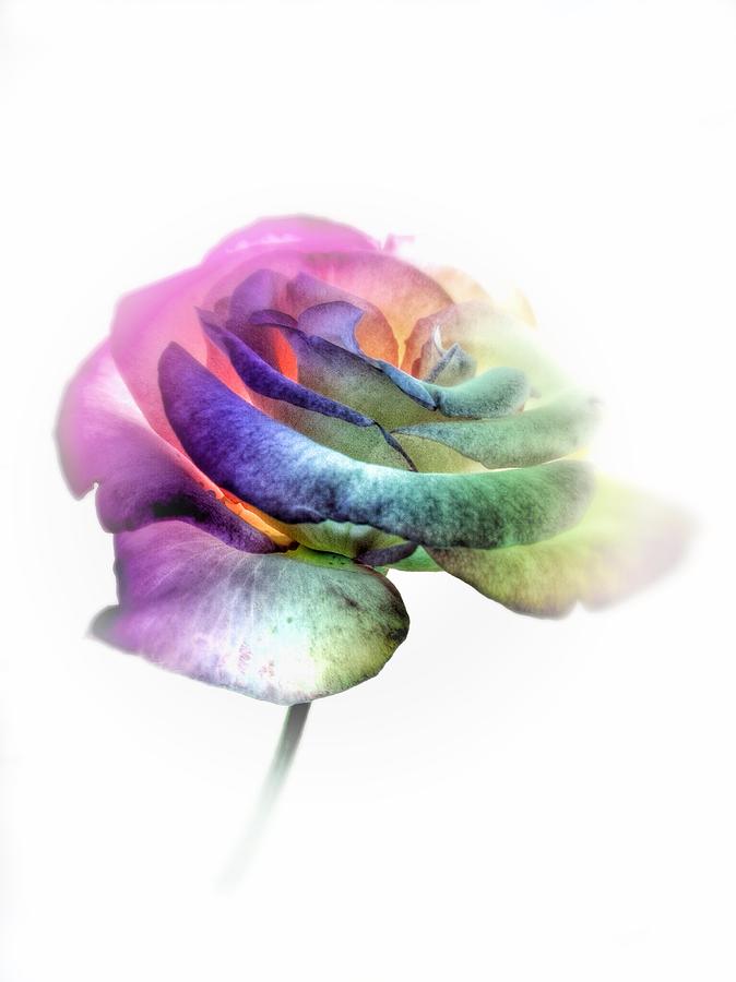 Nature Photograph - Rainbow Rose by Marianna Mills