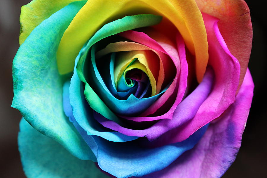 Rainbow Rose Photograph by Roxanne Franklin - Pixels