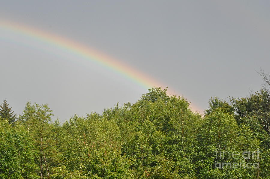 Tree Photograph - Rainbow by Sally Tiska Rice