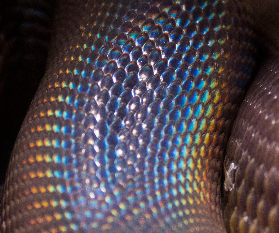 Rainbow scales Photograph by Debbie Cundy