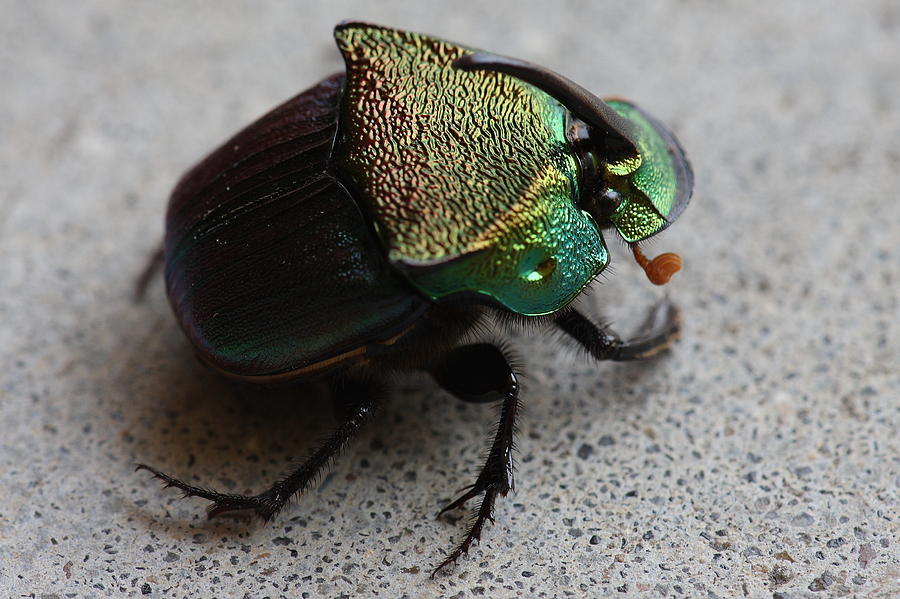 Rainbow Scarab  Phanaeus vindex  A Dung Beetle Photograph by Daniel Reed