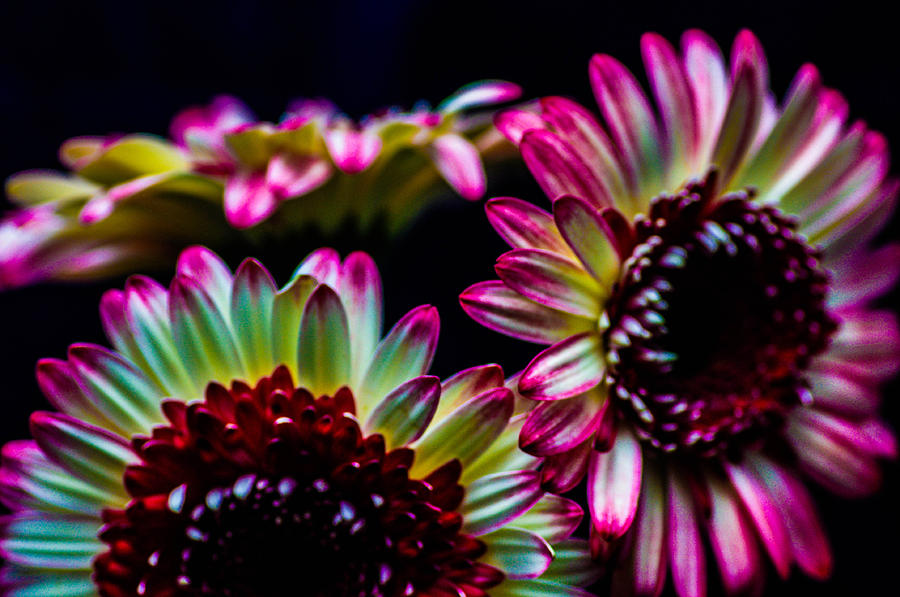 Rainbow Sunflowers Photograph by Gerald Kloss