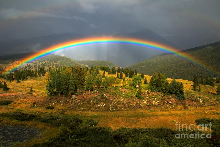 Rainbow Through The Forest Photograph by Adam Jewell