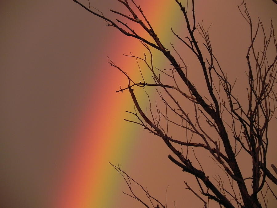 Rainbow Photograph - Rainbow Tree by Adrienne Petterson Rainbow Photograph - Rainbow Tree by Adrienne Petterson