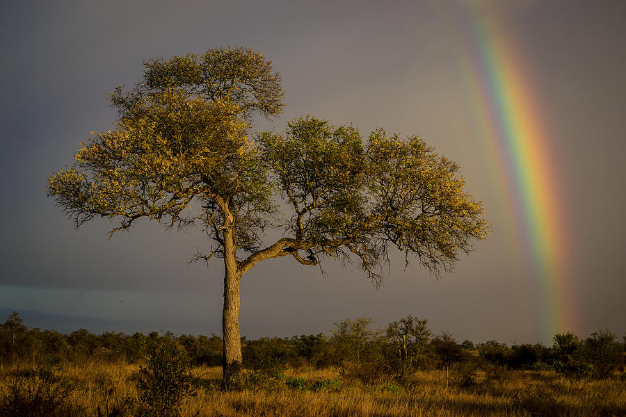 Rainbow tree Photograph by Bernhard Bekker | Fine Art America