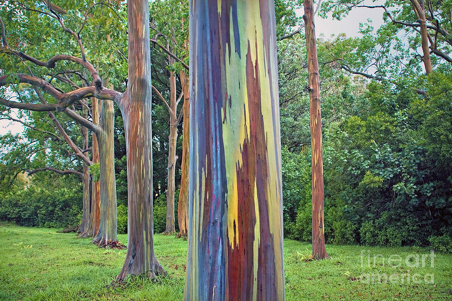 Rainbow Tree Maui Photograph by M Swiet Productions
