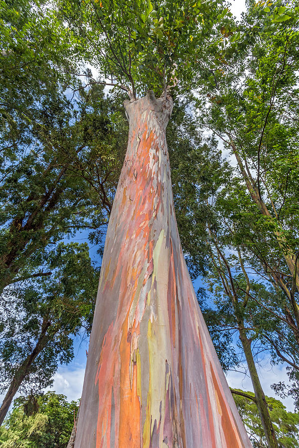 Rainbow Tree Photograph by Pierre Leclerc Photography