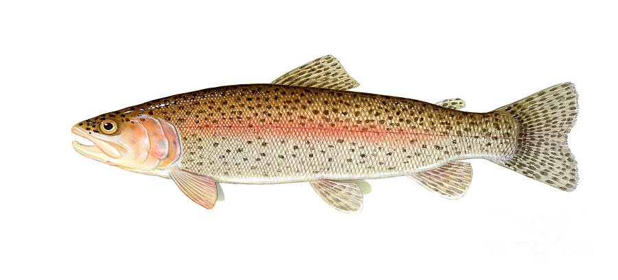 Rainbow Trout Photograph by Carlyn Iverson