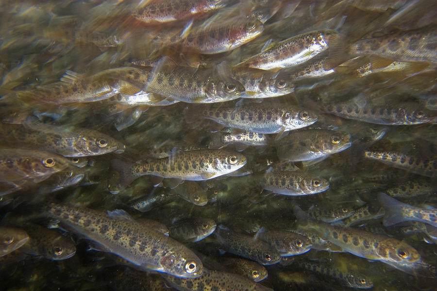 Rainbow Trout Fry Photograph by Michael Durham