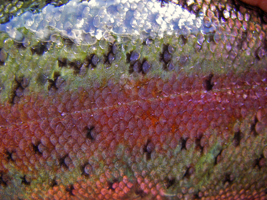 Rainbow Trout Photograph by Joel Corley - Fine Art America