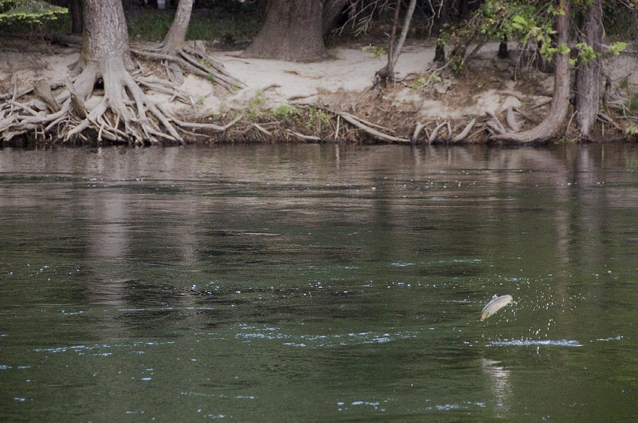 rainbow trout jumping out water