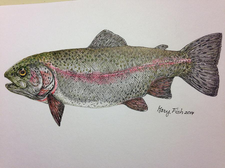 How To Draw A Rainbow Trout Step By Step Drawing Tutorial Easy