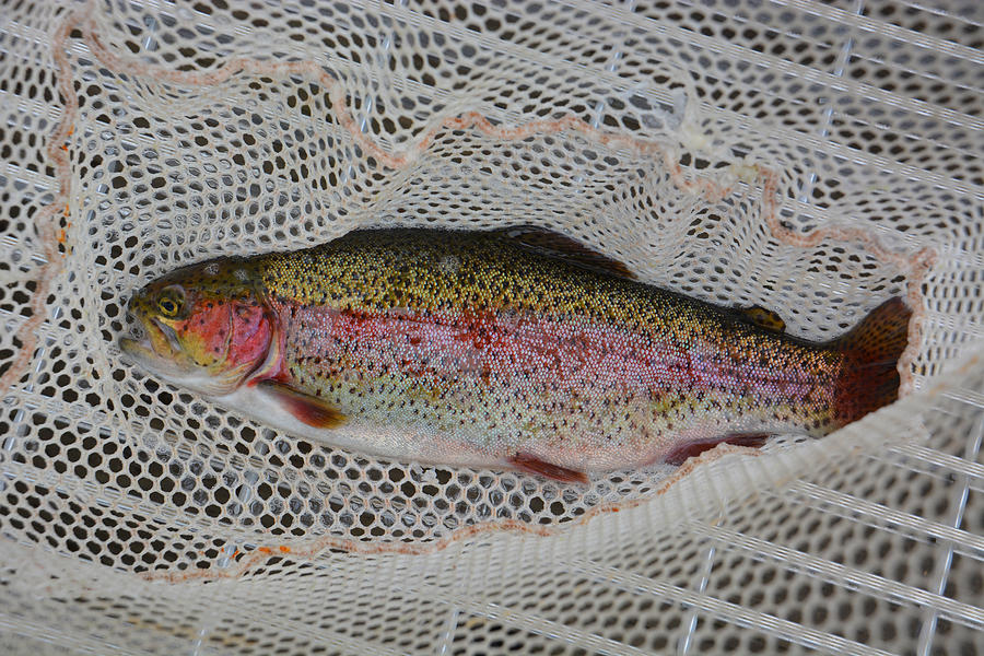 Rainbow Trout Photograph by Mike Martin