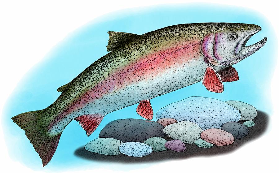 Rainbow Trout Photograph by Roger Hall
