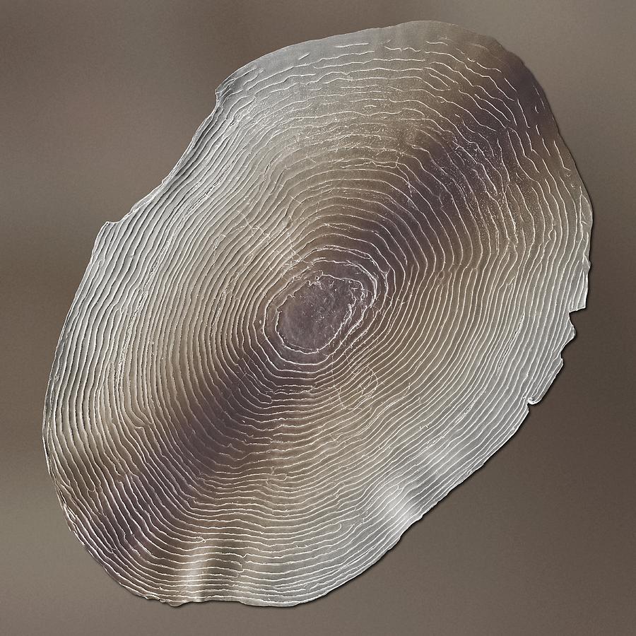 Rainbow Trout Scale, Sem Photograph by Science Photo Library Rainbow Trout Scale, Sem Photograph by Science Photo Library