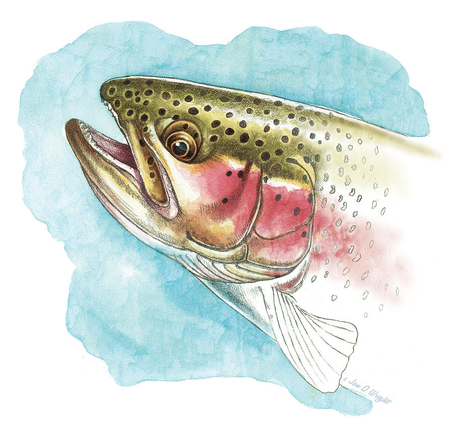 Rainbow Trout Study Painting by JQ Licensing