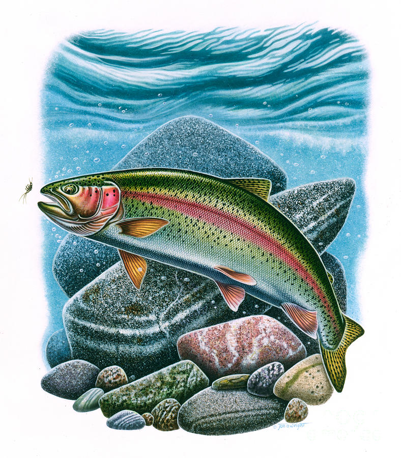 Rainbow Trout Vignette Painting by JQ Licensing