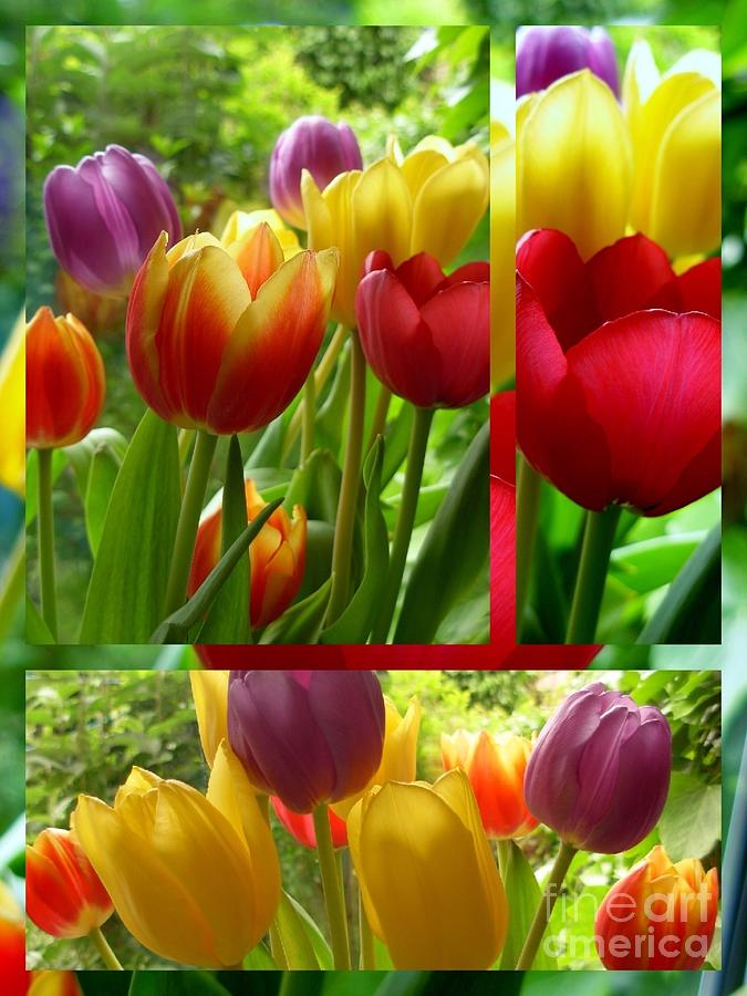 Tulip Photograph - Rainbow Tulip Collage by Joan-Violet Stretch