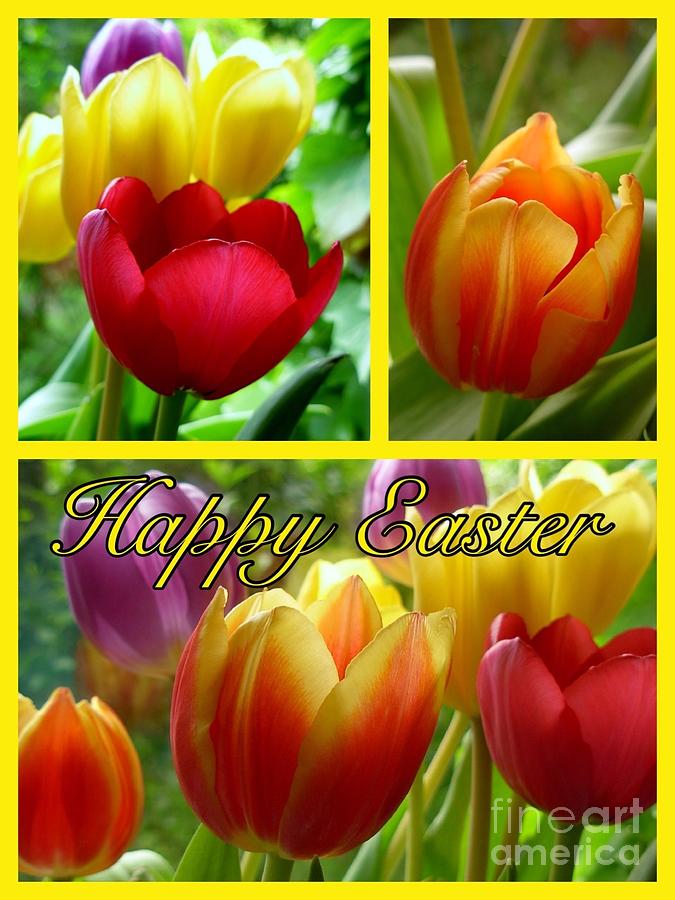 Rainbow Tulip Easter Greeting Photograph by Joan-Violet Stretch